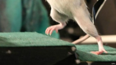 المادة الجديدة المزروعة استمرت لشهرين في جسم الفئران ومنحتها القدرة على الحركة وهي أطول فترة لجهاز مزروع في الحبل الشوكي