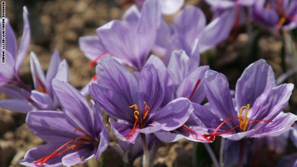 150527163206-saffrom-flower-crocus-exlarge-169