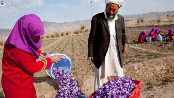 150527164027-saffron-afghanistan-exlarge-169