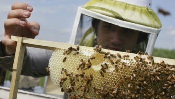 يحذر التقرير من أن التلقيح من خلال النحل قد يختفي في غضون ثلاثة أجيال بشرية 