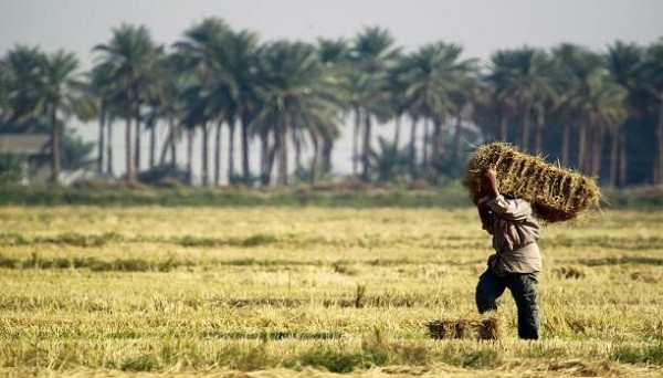 التصحر يهدد الأراضي الزراعية العراقية (Getty)