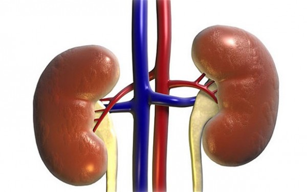 kidney_2766748b