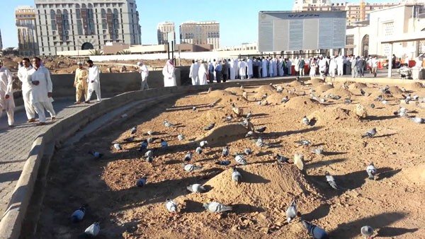 جنة الغردق في المدينة المنورة