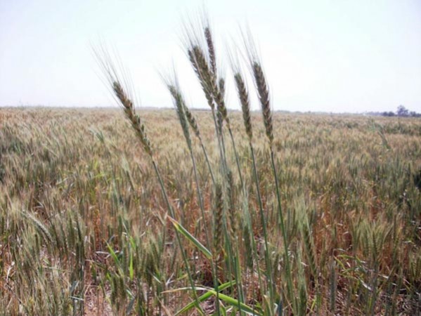 زراعة الشلب في النجف الاشرف