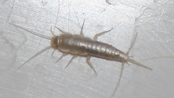 علماء أمريكيون يعدون الحشرات في منازل سكنية