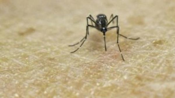 منظمة الصحة العالمية تدعو لاجتماع طارئ إثر التفشي المخيف لفيروس "زيكا"