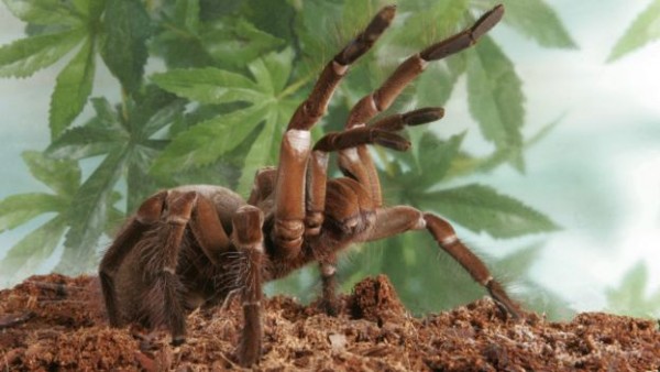 160317183735_mega_spiders_1_640x360_alamy_nocredit (1)
