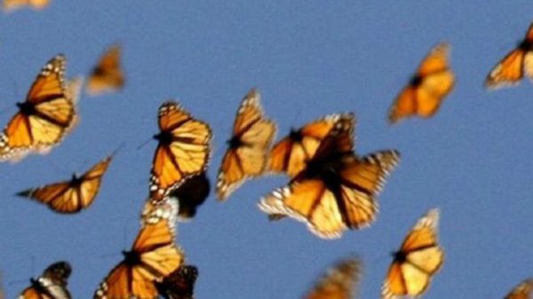 160415111955_science_butterflies_migration_640x360_monarchwatch_nocredit