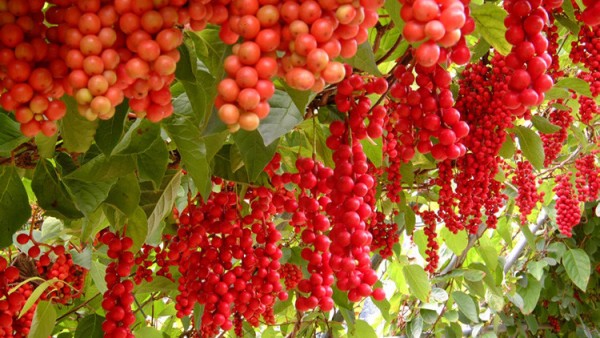 تشينينسيس