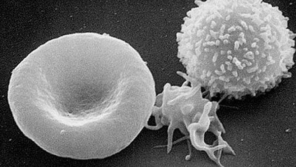 العلماء يكتشفون طريقة جديدة لمكافحة السرطان