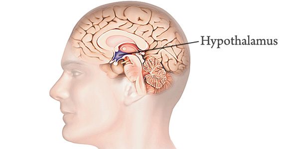 01-Hypothalamus