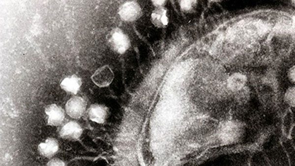 علماء الأحياء يرفعون النقاب عن سر "الفيروس القاتل"... للجراثيم