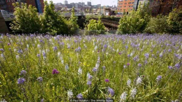 Image copyrightPaul Hobson The Wildlife Trusts