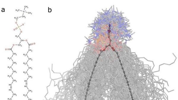 علماء روس يتوصلون إلى التنبؤ بتأثير أدوية دون اختبارات