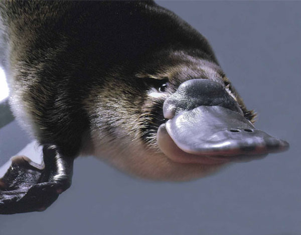 platypus3_h