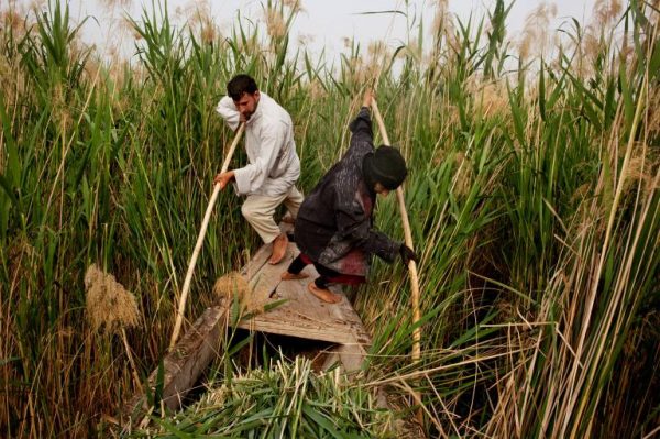 رجل وزوجته يحاولان المرور بالمشحوف بين القصب في هور الحمّار - PHOTOGRAPH BY CAROLYN DRAKE, PANOS 