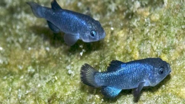 160704175505_the_worlds_loneliest_species_640x360_usfishandwildlifeservice_nocredit