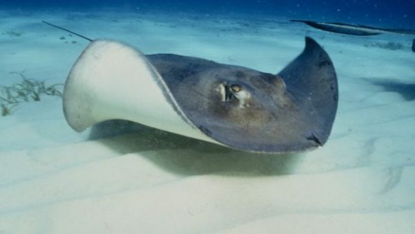 160709121938_stingray_640x360_sciencephotolibrary_nocredit