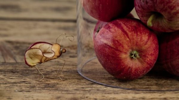 160729160757_the_humble_fruit_fly_640x360_thinkstock_nocredit