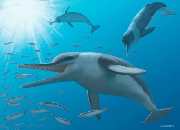 A newly identified prehistoric dolphin called Echovenator sandersi is seen in an undated illustration released August 4, 2016.  A Gennari 2016/Handout via Reuters ATTENTION EDITORS - THIS IMAGE WAS PROVIDED BY A THIRD PARTY. EDITORIAL USE ONLY. NO RESALES. NO ARCHIVES.
