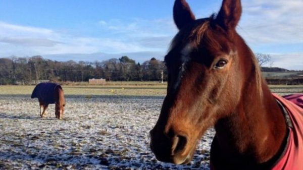 160210082911_horses_recognise_human_emotions_640x360_victoriagillbbc_nocredit
