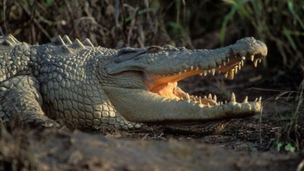 160905204713_the_creature_with_the_strongest_bite_640x360_davewattsnaturepl.com_nocredit