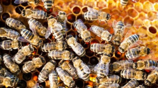 160923180626_can_tech_keep_the_worlds_bees_buzzing_640x360_thinkstock_nocredit