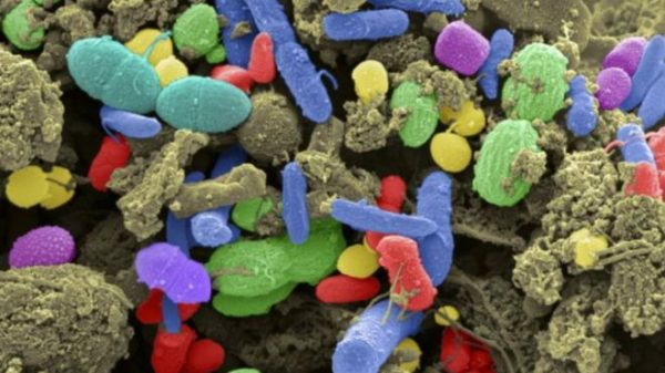 160926113106_bacteria_in_faeces_640x360_imagecopyrightsciencephotolibrary_nocredit