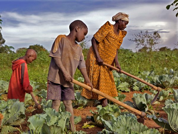 Madam Edith Kizito and two of her children farm her crops. Kulika trained Edith in 2005 and since then her production and quality of crops has increased dramatically. She is the chairperson of the Ziunula group, one of seven groups trained by Kulika in the Nakasongolo district of Uganda.