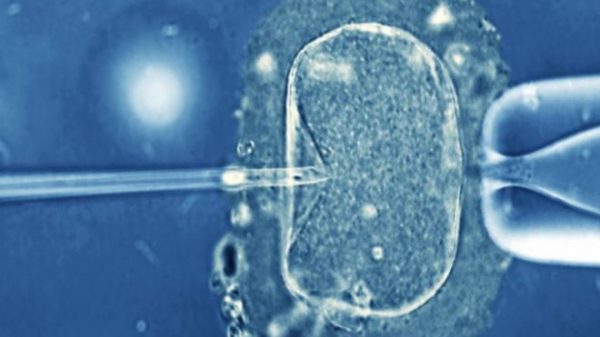 161006122529_fertility_640x360_sciencephotolibrary_nocredit