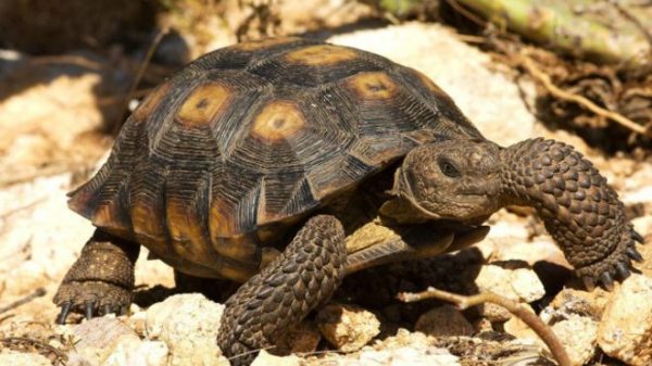 161021202113_surviving_without_water_640x360_danielheuclinnaturepl-com_nocredit