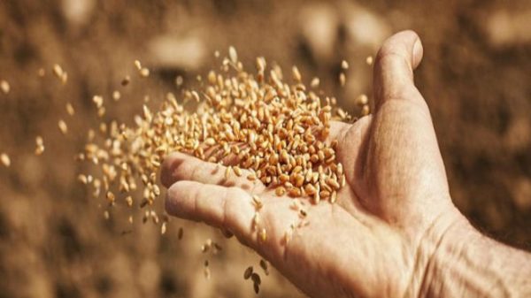 161024173744_wild_seeds_to_face_food_apocalypse_640x360_istock_nocredit