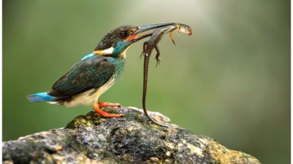 _92610878_thinkstockphotos-618461712