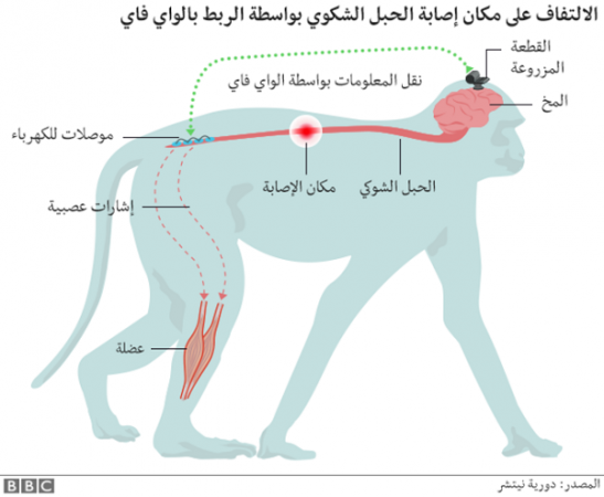 صورة توضح مسار الإشارة من مخ القرد إلى العضلة