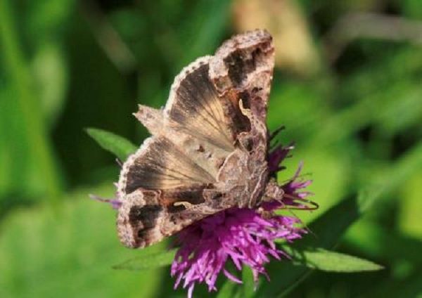 صورة لإحدى الفراشات التي راقبها مجموعة من العلماء البريطانيين في منطقة في جنوب وسط إنجلترا بواسطة رادار خاص ومنظومة شبكات هوائية مدعومة بمنطاد. (صورة لرويترز ويتم توزيعها كما تلقتها رويترز كخدمة لعملائها. هذه الصورة للأغراض التحريرية فقط. ليست للبيع ولا يسمح باستخدامها في حملات تسويقية أو إعلانية).