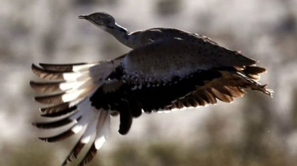 copyrightAFP Image caption أنصار الحفاظ على البيئة يقولون إن عمليات صيد الحباري في باكستان يعرض هذا النوع من الطيور للخطر 