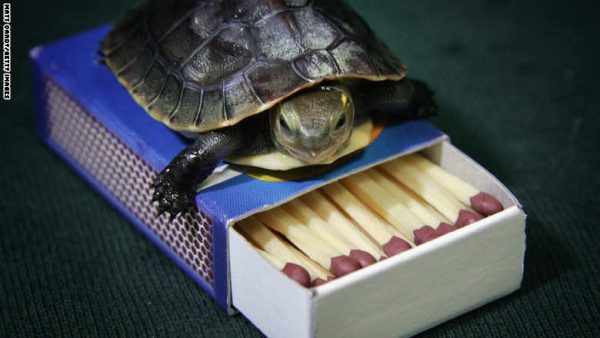 BRISTOL, UNITED KINGDOM - AUGUST 12: A endangered Chinese box turtle which recently hatched at Bristol Zoo is placed on a box of matches on August 12 2008 in Bristol, England. It currently weighs just 15 grams and measures around 4cm long whereas an adult box turtle weighs around 800 grams, measures around 16cm long and can live up to 50-years-old. Chinese box turtles are hunted for their meat, for use in medicine or as pets and have been listed as endangered on the International Union for Endangered Species Red List. (Photo by Matt Cardy/Getty Images)