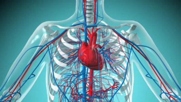 Heart and Circulatory System