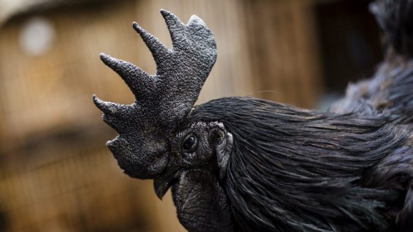 58ad50c0c361881d228b45e8