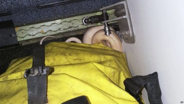 _95265193_3b2078a1-2464-4ddb-9bbc-c71ad13da8cc