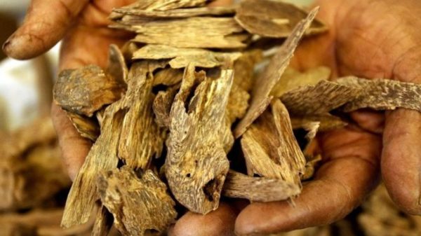 _95491680_049eebfa-31ee-4ccb-ad70-a34e8c31c4b6